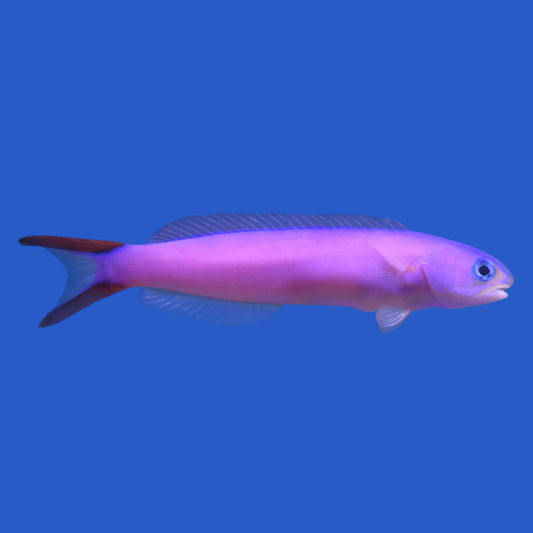 Purple Tilefish