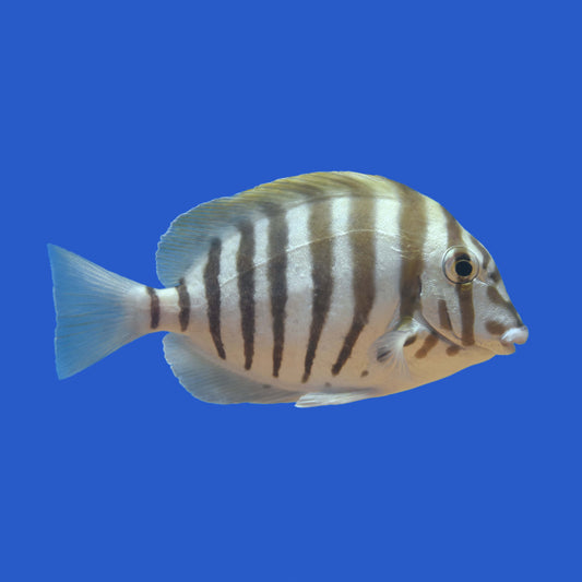 Zebra Tang WYSIWYG