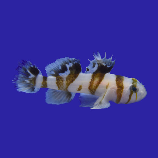 Circus Goby