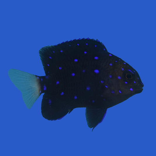 Jewel Damselfish