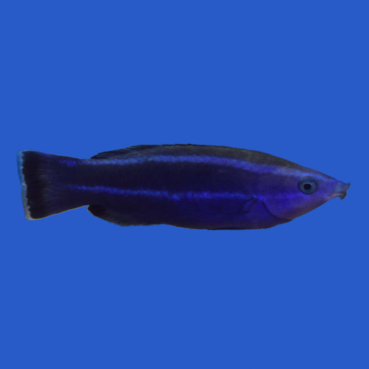 Four Line Cleaner Wrasse