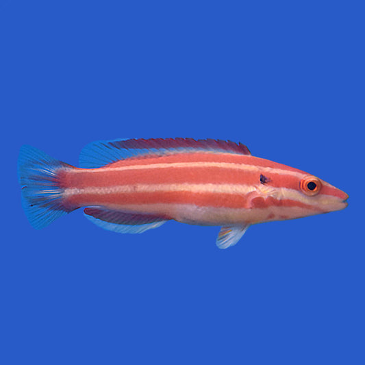 Neopercularis Hogfish WYSIWYG