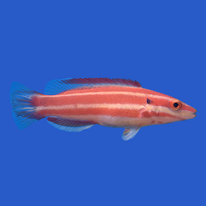 Neopercularis Hogfish