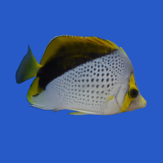 Declives Butterflyfish WYSIWYG