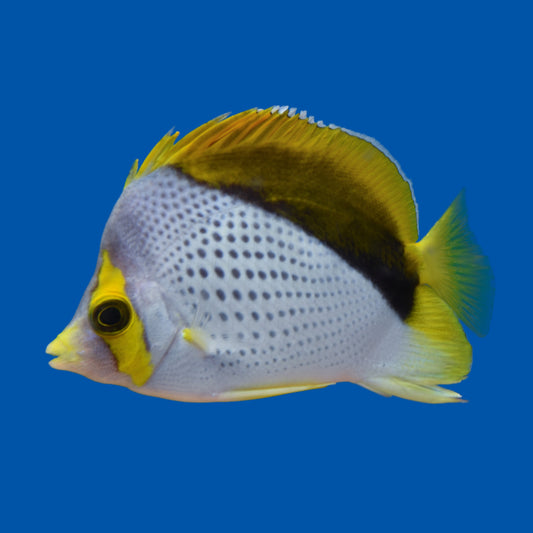 Declives Butterflyfish