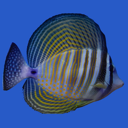 Desjardini  Sailfin Tang