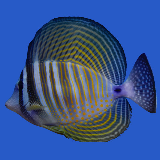 Desjardini  Sailfin Tang