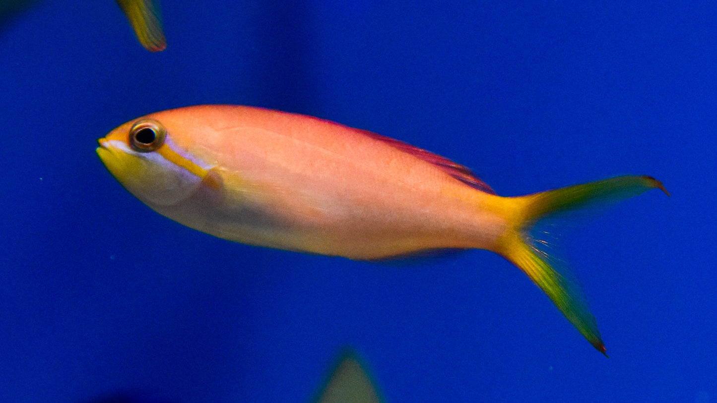 Dispar Anthias