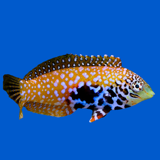 Divided Leopard Wrasse