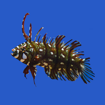 Dragon Wrasse