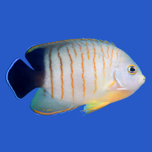 Eibli Angelfish