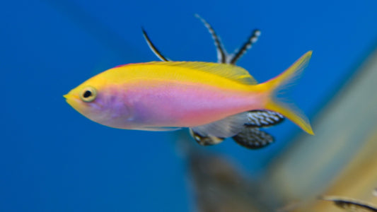 Evansi Anthias