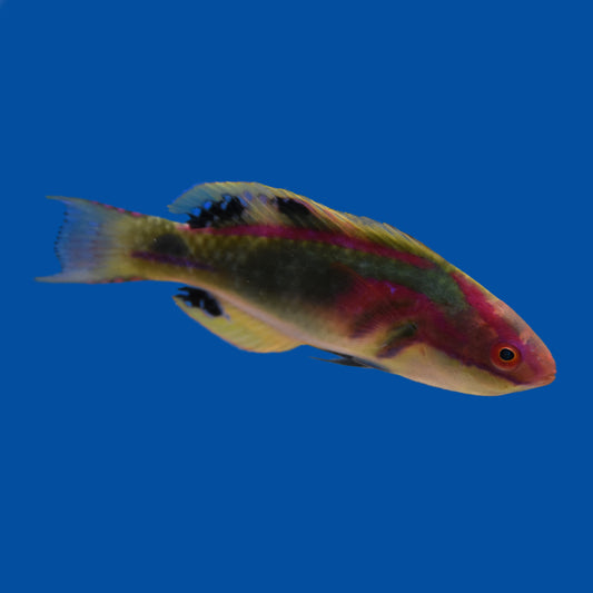 Exquisite Fairy Wrasse