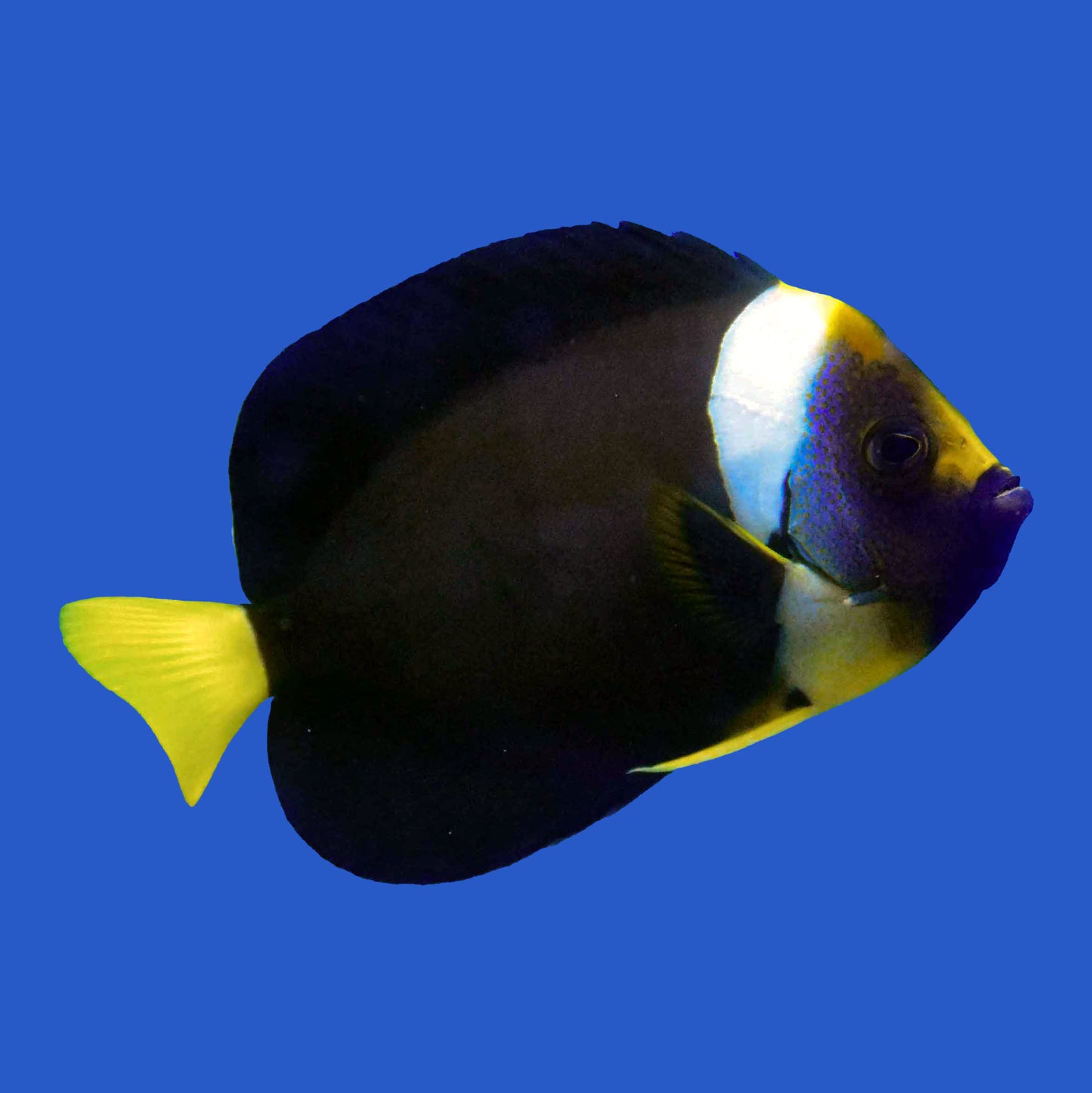 False Personifer Angelfish