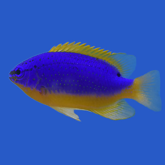 Fiji Blue Devil Damsel