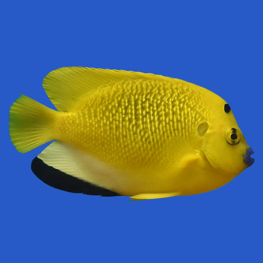 Flagfin Angelfish