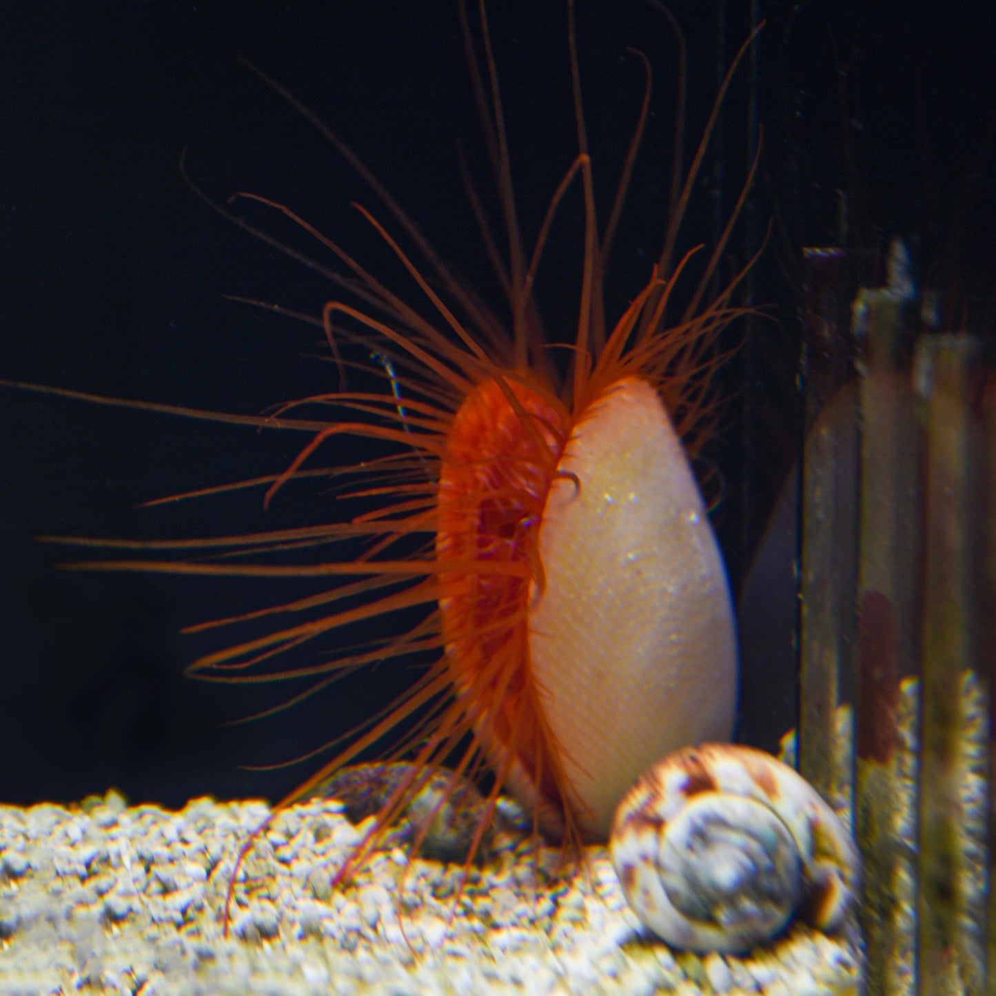 Flashing Scallop