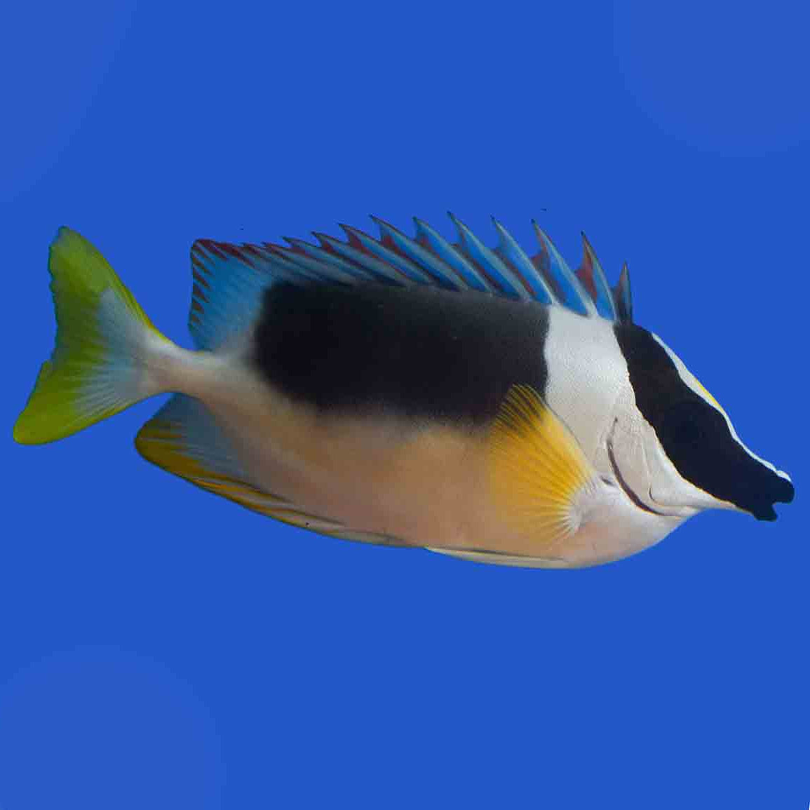 Magnificent Rabbit Fish Magnificent Foxface – Aquatic Collection Aquarium