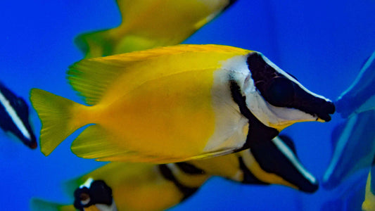 Foxface Rabbitfish