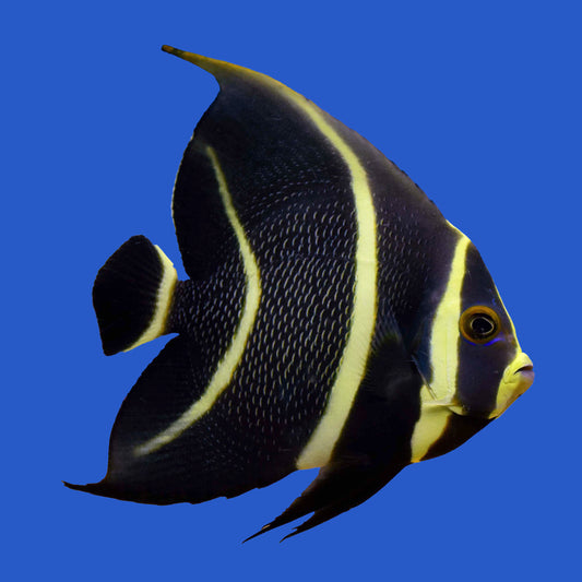 French Angelfish