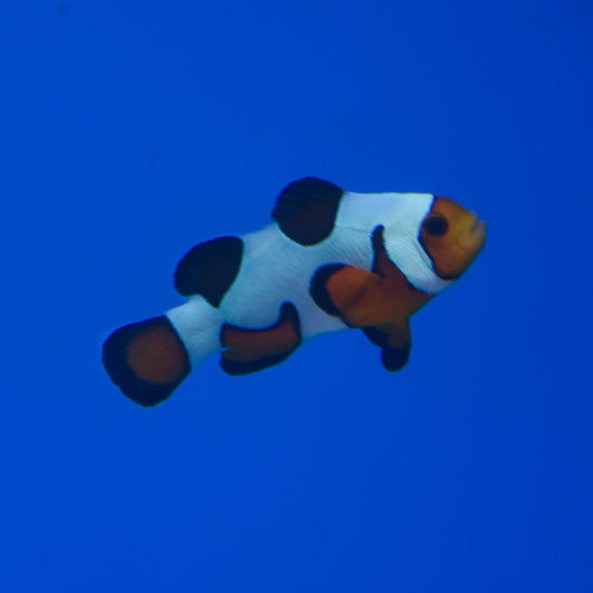 Gladiator Clownfish - Aquacultured