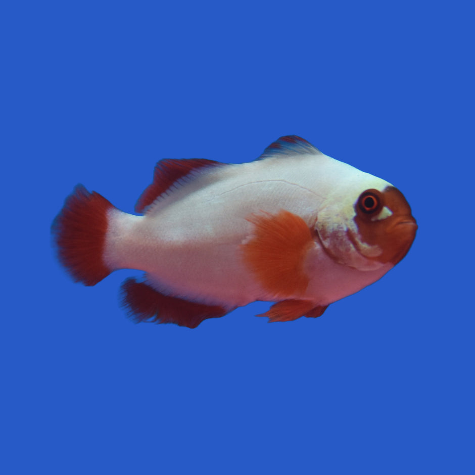 NOMINATION 03027240 Gold & Enamel 'Clownfish' main image 1