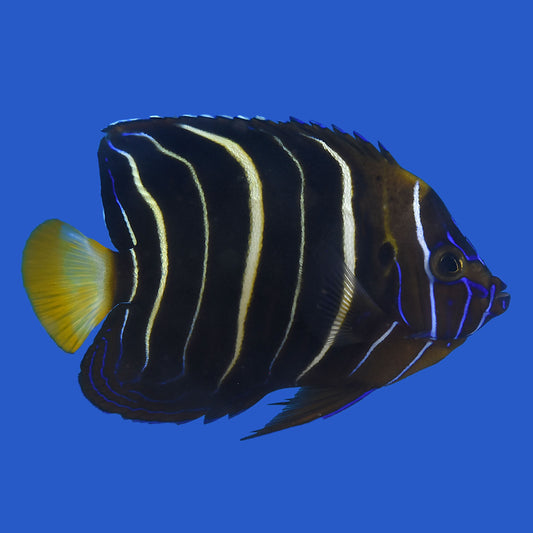 Goldentail Angelfish