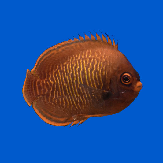 Golden Dwarf Angelfish
