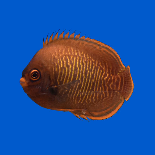 Golden Dwarf Angelfish