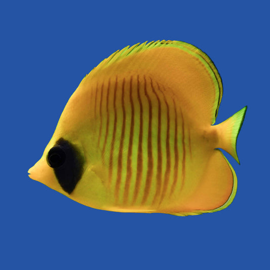 Golden Butterflyfish