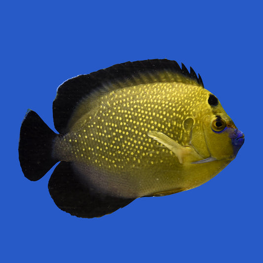 Goldflake Angelfish