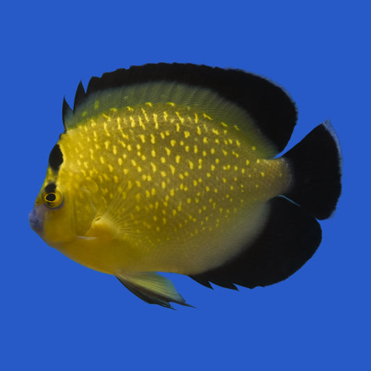 Goldflake Angelfish WYSIWYG