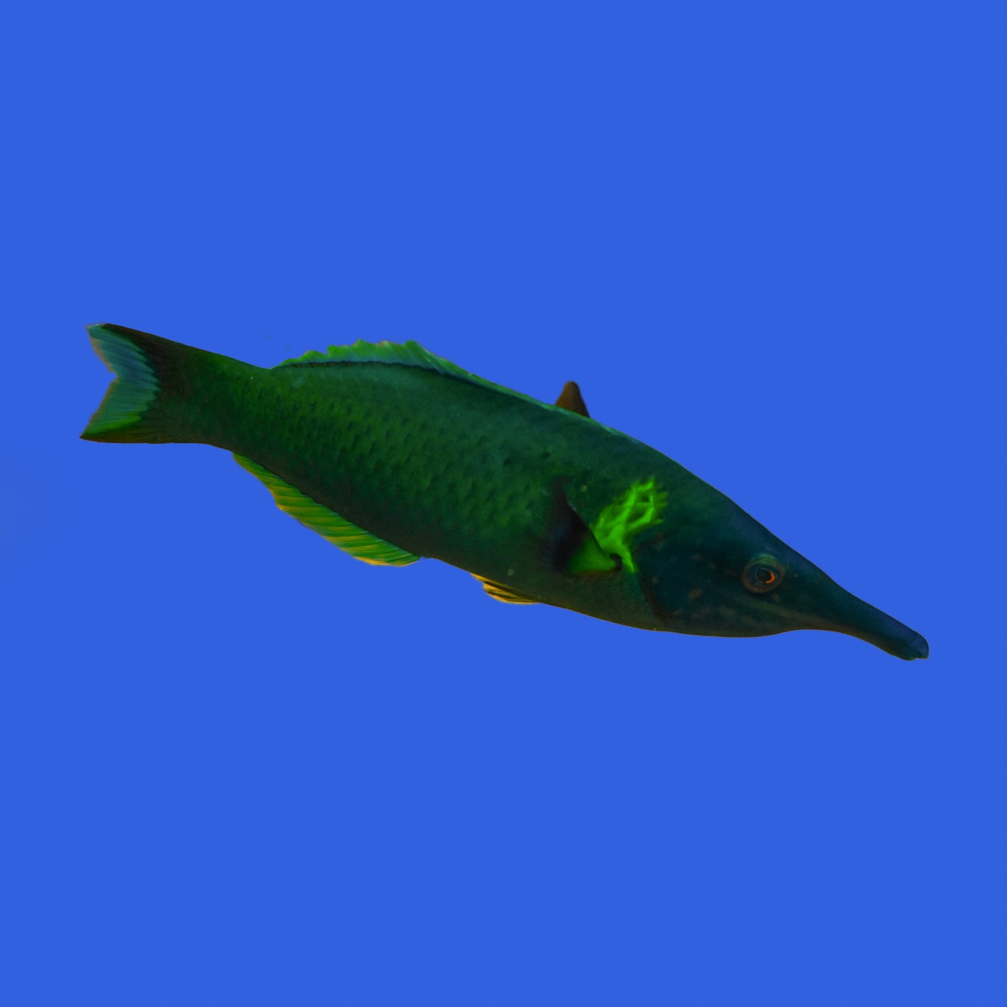 Bird Wrasse