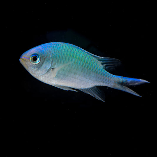 Green Chromis Damsel