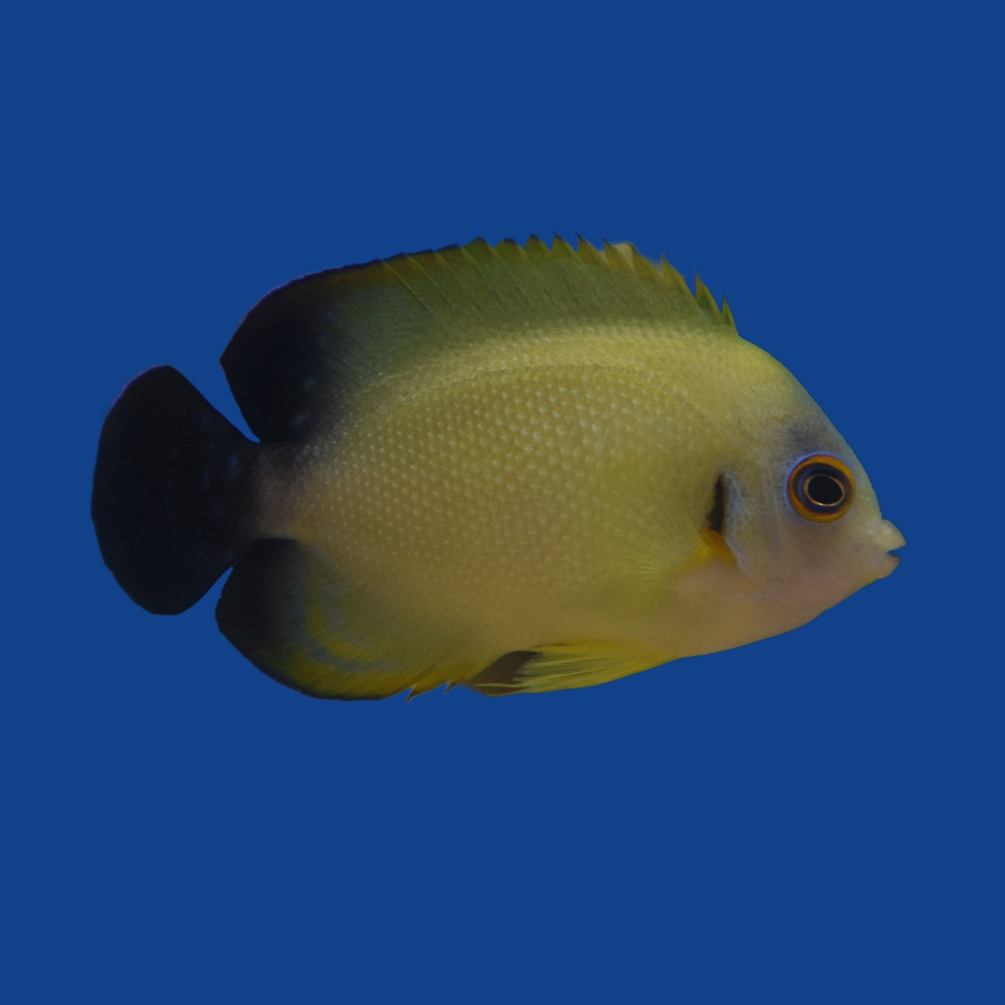 Half Black Angelfish