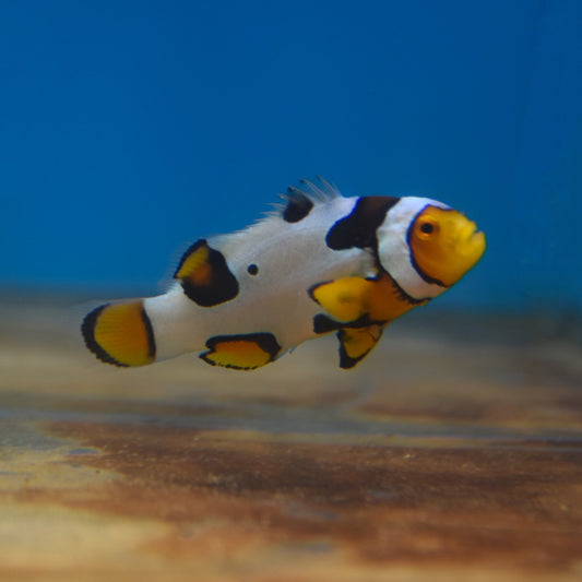 Helmet Picasso Clownfish - Aquacultured