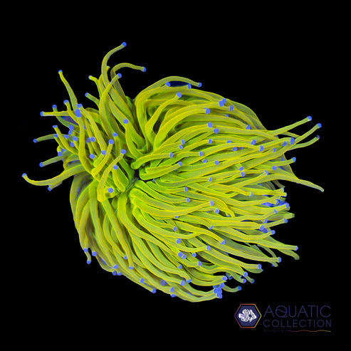 Holy Grail Torch – Aquatic Collection Aquarium