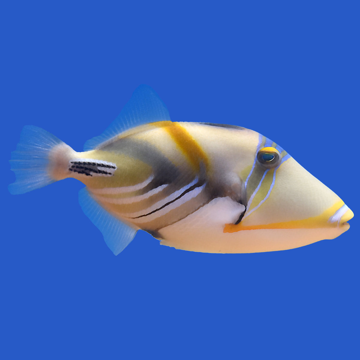 Humu Humu Trigger Fish Humu Triggerfish – Aquatic Collection Aquarium