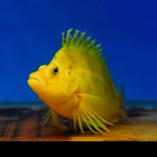 Japanese Golden Hawkfish WYSIWYG