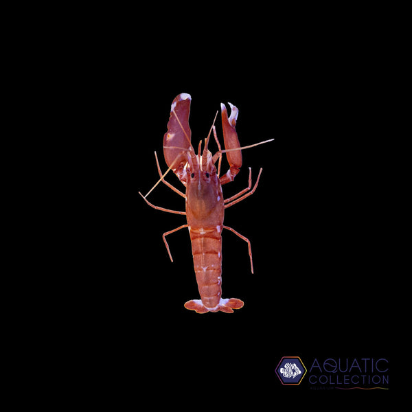 Japanese Red Pistol Shrimp – Aquatic Collection Aquarium