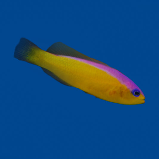 Jennifer Dottyback