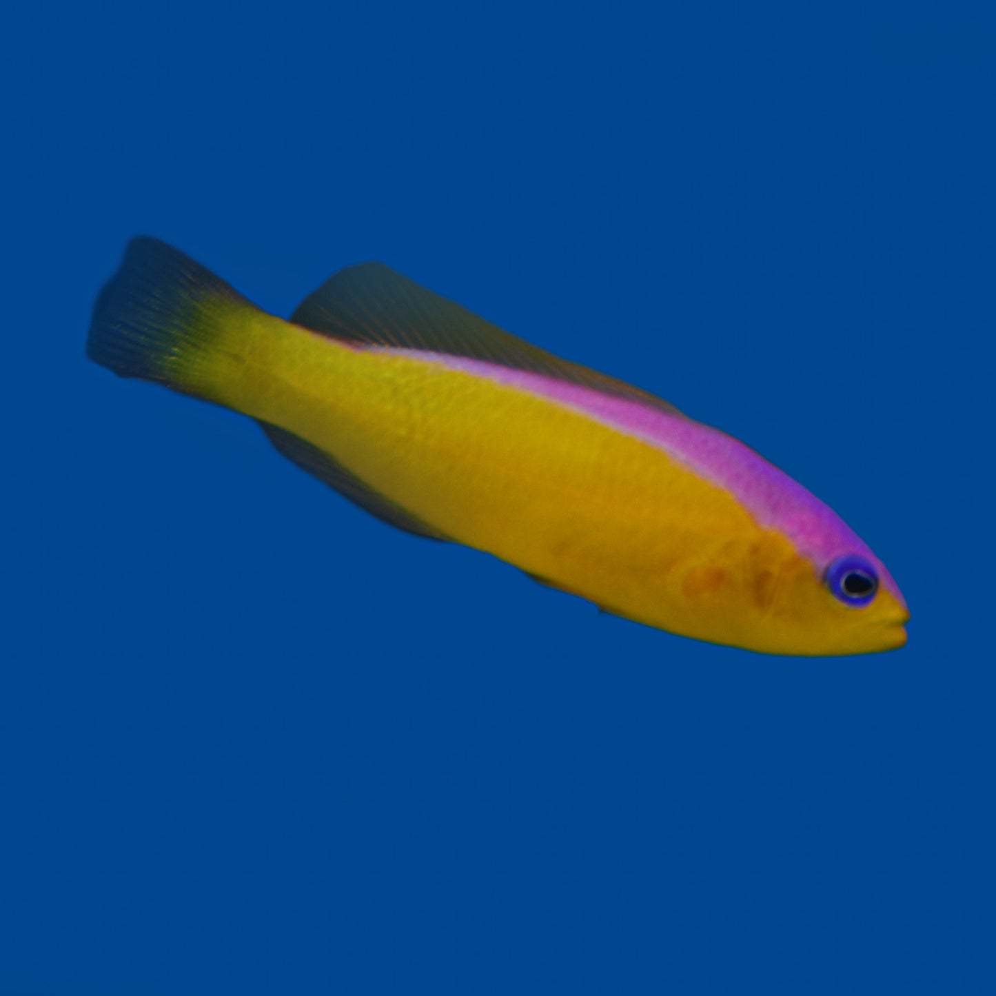 Jennifer DottyBack