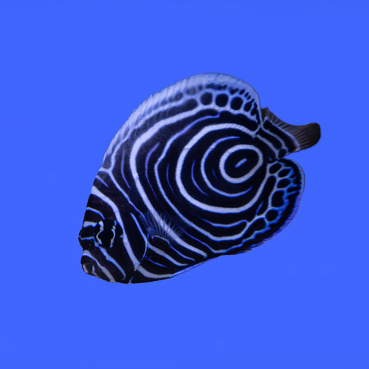 Emperor Angelfish