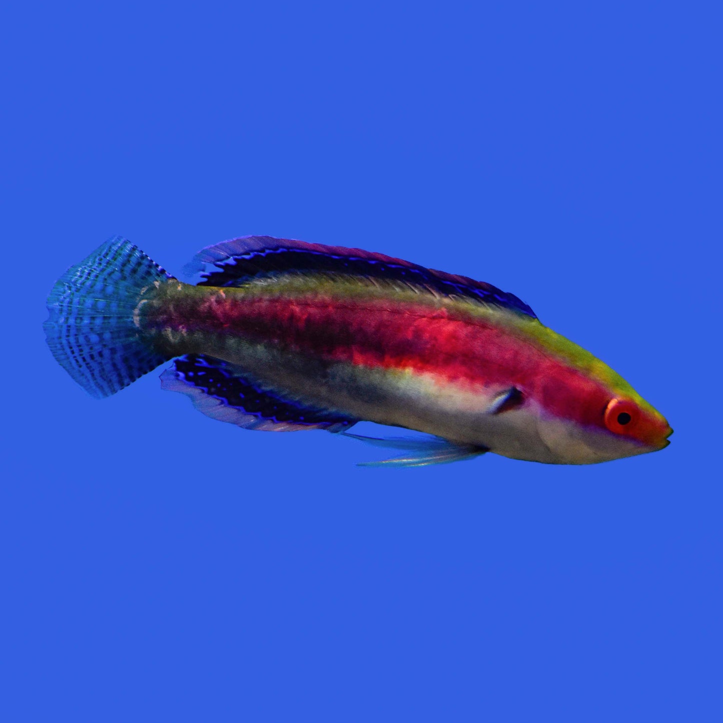 Katherines Fairy Wrasse