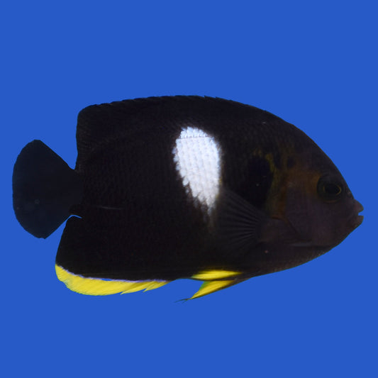 Keyhole Angelfish
