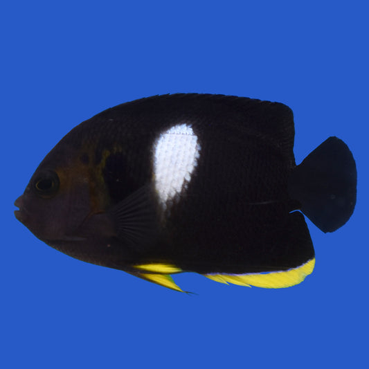 Keyhole Angelfish