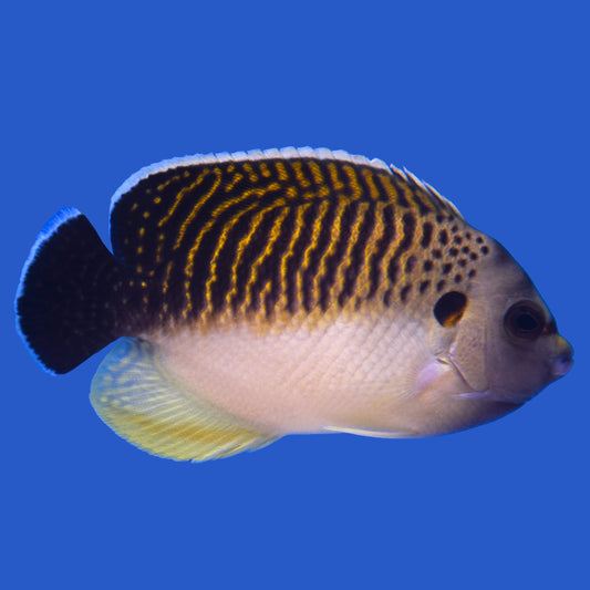 Kingi Tiger Angelfish