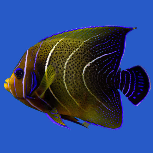 Koran Angelfish