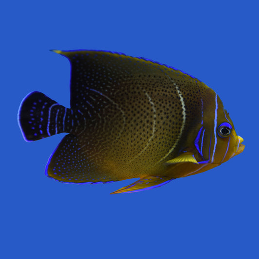 Koran Angelfish WYSIWYG