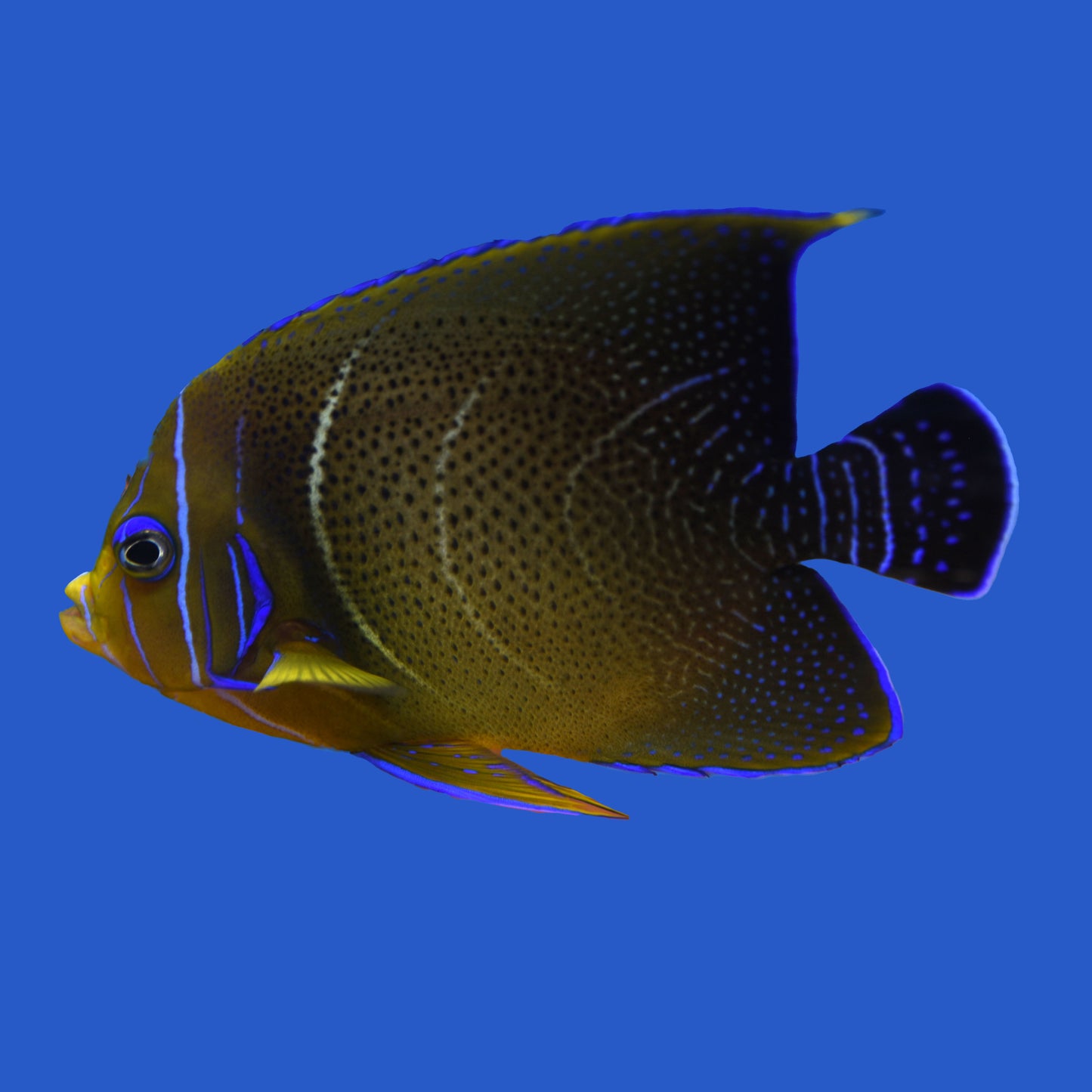 Koran Angelfish WYSIWYG